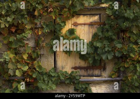 Vignes suspendues sur le mur en pierre et en bois trappe d'une ancienne maison allemande Banque D'Images