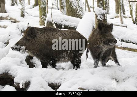 Deux sangliers dans la forêt enneigée Banque D'Images