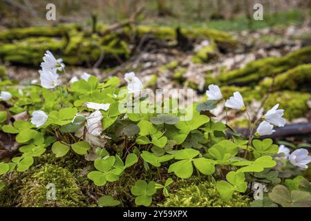 Sorrel en bois fleuri Harz Selketal Banque D'Images