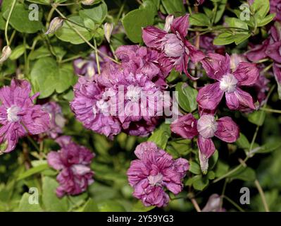 Clematis viticella 'purpurea Plena elegans' Banque D'Images