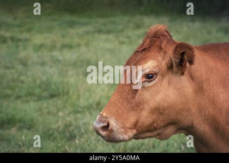 Portrait d'une vache brune de la race bovine Murnau-Werdenfels, race laitière et carnée, de haute-Bavière, sur fond d'herbe verte Banque D'Images