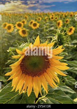 Tournesols dans la soirée près de Bad Soden am Taunus, Hesse, Allemagne, Europe Banque D'Images