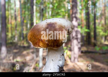 Un champignon blanc sur un fond naturel défocalisé dans la forêt. Mise au point sélective Banque D'Images