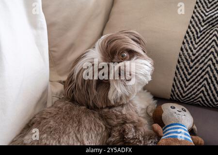 Chien Shih tzu, allongé sur le canapé, la tête tournée et regardant sérieusement la caméra 5. Banque D'Images