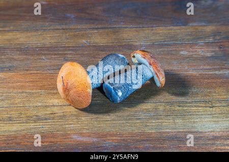 Vue macro de deux champignons de tremble isolés sur une surface en bois. Banque D'Images