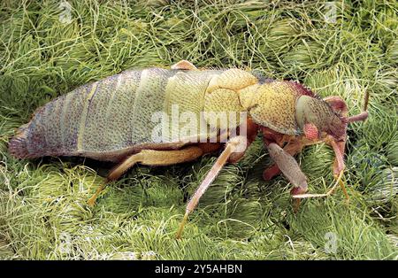 Punaise de lit. Micrographie électronique à balayage couleur (MEB) d'une punaise de lit (Cimex sp.). Le corps des punaises de lit adultes est aplati, ovale et sans ailes, avec des poils microscopiques qui leur donnent une apparence de bandes. Ils se nourrissent du sang des animaux à sang chaud, y compris les humains. Les punaises de lit ne sont généralement actives que la nuit, se cachant dans des crevasses dans les murs et les meubles et dans la literie pendant la journée. Bien qu'ils ne transmettent pas la maladie, leur salive peut causer des gonflements de démangeaisons sur la peau. Grossissement : x15 lorsque imprimé 10 centimètres de large. Banque D'Images