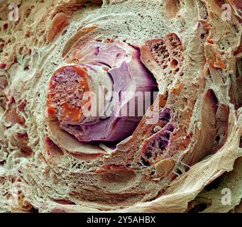 Cils. Micrographie électronique à balayage coloré (MEB) d'une fracture à travers un cil. Un cheveu pousse à partir d'un follicule dans la couche sous-jacente de la peau (le derme) entourant l'œil. La partie du cheveu qui dépasse de la peau est composée de tissus morts et de la protéine kératine. Les cils protègent l'œil des débris. Ils sont sensibles au toucher, fournissant ainsi un avertissement qu'un objet est près de l'œil qui est alors fermé par réflexion. Grossissement : x1600 lorsqu'il est imprimé à 10 centimètres de large. Banque D'Images