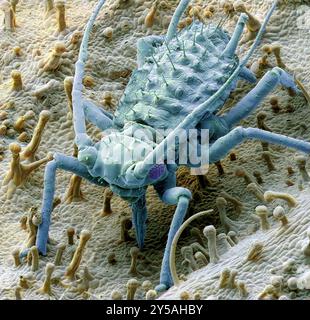 Nourrir le puceron. Micrographie électronique à balayage coloré (MEB) d'un puceron (ordre des hémiptères), ou greenfly. Les yeux composés peuvent être vus de chaque côté de sa tête. En dessous de sa tête, entre la première paire de pattes, se trouvent les pièces buccales en forme de tube (stylets) du puceron, qu'il utilise pour percer les tiges des plantes pour aspirer la sève des veines à l'intérieur. Les pucerons se multiplient rapidement et sont de sérieux ravageurs des fleurs, des légumes et de certaines cultures fruitières. Grossissement : x12,5 lorsque vous imprimez 10 centimètres de haut. Banque D'Images