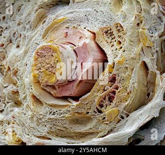 Cils. Micrographie électronique à balayage coloré (MEB) d'une fracture à travers un cil. Un cheveu pousse à partir d'un follicule dans la couche sous-jacente de la peau (le derme) entourant l'œil. La partie du cheveu qui dépasse de la peau est composée de tissus morts et de la protéine kératine. Les cils protègent l'œil des débris. Ils sont sensibles au toucher, fournissant ainsi un avertissement qu'un objet est près de l'œil qui est alors fermé par réflexion. Grossissement : x1600 lorsqu'il est imprimé à 10 centimètres de large. Banque D'Images