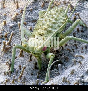 Nourrir le puceron. Micrographie électronique à balayage coloré (MEB) d'un puceron (ordre des hémiptères), ou greenfly. Les yeux composés peuvent être vus de chaque côté de sa tête. En dessous de sa tête, entre la première paire de pattes, se trouvent les pièces buccales en forme de tube (stylets) du puceron, qu'il utilise pour percer les tiges des plantes pour aspirer la sève des veines à l'intérieur. Les pucerons se multiplient rapidement et sont de sérieux ravageurs des fleurs, des légumes et de certaines cultures fruitières. Grossissement : x12,5 lorsque vous imprimez 10 centimètres de haut. Banque D'Images