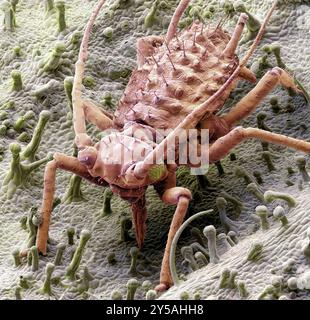 Nourrir le puceron. Micrographie électronique à balayage coloré (MEB) d'un puceron (ordre des hémiptères), ou greenfly. Les yeux composés peuvent être vus de chaque côté de sa tête. En dessous de sa tête, entre la première paire de pattes, se trouvent les pièces buccales en forme de tube (stylets) du puceron, qu'il utilise pour percer les tiges des plantes pour aspirer la sève des veines à l'intérieur. Les pucerons se multiplient rapidement et sont de sérieux ravageurs des fleurs, des légumes et de certaines cultures fruitières. Grossissement : x12,5 lorsque vous imprimez 10 centimètres de haut. Banque D'Images