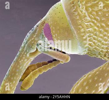 Charançon à grains. Micrographie électronique à balayage coloré d'un charançon à grains (Sitophilus granarius). Ce coléoptère infeste et endommage le grain stocké, en utilisant les mandibules à l'extrémité de son museau allongé, ou rostre, pour couper à travers la coquille d'un grain de blé et accéder à la nourriture qui s'y trouve. Les femelles pondent leurs œufs dans les grains de blé, afin que leurs larves puissent avoir un approvisionnement alimentaire. Il peut être contrôlé à l'aide de fumigants. Grossissement : x60 lorsqu'il est imprimé 10 centimètres de large. Banque D'Images