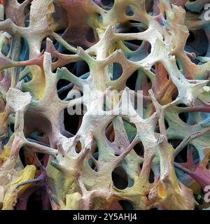 Tissu osseux. Micrographie électronique à balayage coloré (MEB) de l'os spongieux. Le tissu osseux peut être cortical (compact) ou spongieux. L'os cortical constitue généralement l'extérieur de l'os, tandis que l'os spongieux se trouve à l'intérieur. L'os spongieux est caractérisé par un agencement en nid d'abeilles, comprenant un réseau de trabécules (tissu en forme de tige). Ces structures apportent soutien et résistance à l'os. Les espaces à l'intérieur de ce tissu contiennent de la moelle osseuse (non visible), une substance formant le sang. Grossissement : x35 lorsqu'il est imprimé 10cm de large. Banque D'Images