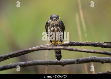 Oiseau merlin mouillé perché sur une branche sous la pluie en Alaska Banque D'Images