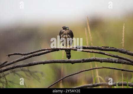 Oiseau merlin mouillé perché sur une branche sous la pluie en Alaska Banque D'Images