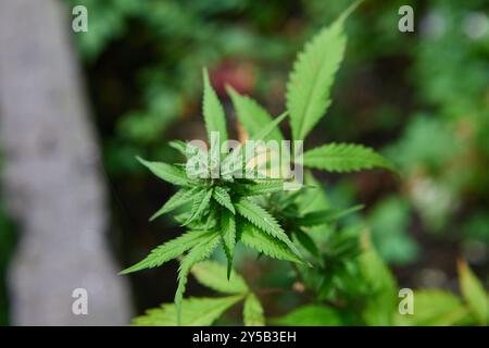 Vue rapprochée du cannabis grandissant sur le terrain Banque D'Images