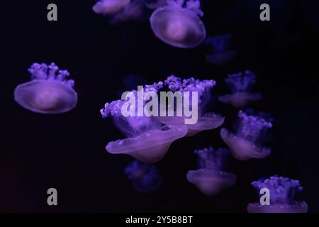 Méduses méditerranéennes, oeuf frit, Cotylorhiza tuberculata, baignade dans l'eau de mer avec un néon rose. Aquarium de poissons de gelée, piscine océanarium. Theriol Banque D'Images