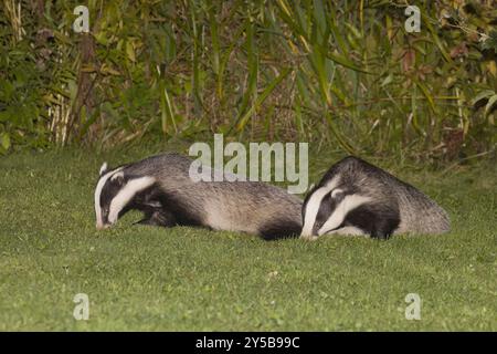 Deux blaireaux dans un jardin dans la forêt de Dean Gloucestershire UK Banque D'Images