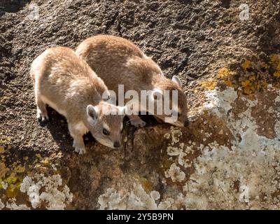 Deux mignons hyrax du Bush (Heterohyrax brucei), parfois aussi appelé hyrax de steppe, regardent en bas d'un rocher dans le parc national du Serengeti. Banque D'Images