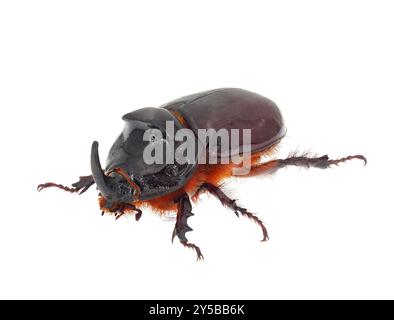 Coléoptère du rhinocéros européen isolé sur fond blanc, mâle Oryctes nasicornis Banque D'Images