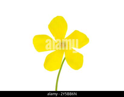 Fleur de buttercup des Bermudes isolée sur fond blanc, Oxalis pes-caprae Banque D'Images