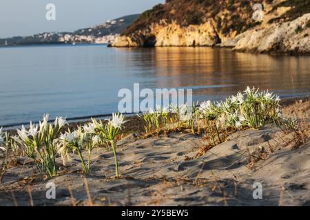 Vue panoramique sur les dunes de sable et la jonquille de mer contre la mer et le ciel, Péloponnèse, Grèce Banque D'Images