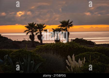 Magnifique coucher de soleil derrière des palmiers. Coucher de soleil incroyable et silhouette de grands palmiers Banque D'Images