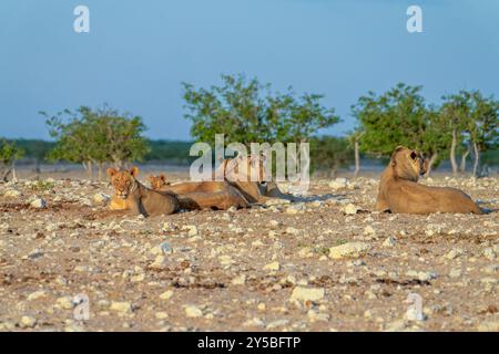 Lionnes et petits en Namibie Banque D'Images