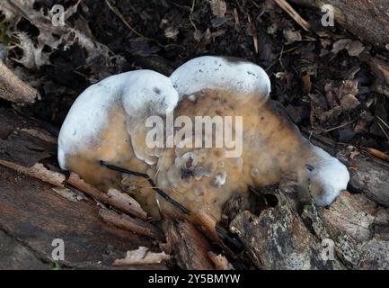 Champignon Smoky Bracket - Bjerkandera Adusta Banque D'Images