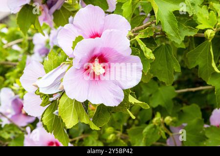Fleur d'hibiscus sur le buisson vert de près dans la ville de Gyumri, Arménie le jour nuageux d'été Banque D'Images