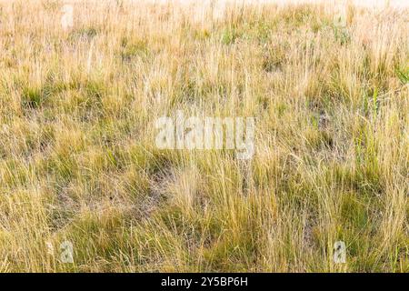Herbe brûlée par le soleil sur la prairie au sommet de la colline mère Arménie n ville Gyumri, Arménie le jour nuageux d'été Banque D'Images