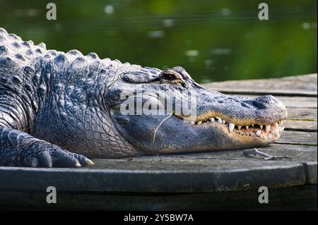 Alligator mississippiensis aka American Alligator Close-up Head Portrait. Bouche ouverte et dents géantes. Look dangereux. Banque D'Images