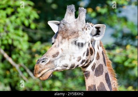 Giraffa camelopardalis rothschildi aka Rothschild's Giraffe. Portrait de tête en gros plan drôle. Banque D'Images