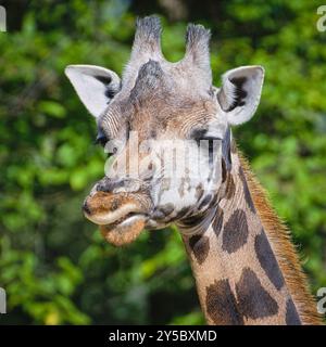 Giraffa camelopardalis rothschildi aka Rothschild's Giraffe. Portrait de tête en gros plan drôle. Banque D'Images