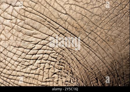 Détail de peau d'éléphant. Loxodonta africana alias éléphant de brousse d'Afrique au ZOO Zlin en république tchèque. Banque D'Images