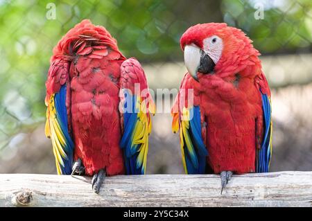 Macaw écarlate aka Ara macao ou Ara arakanga. Incroyable perroquet coloré au ZOO Lesna en république tchèque. Oiseau exotique originaire des forêts tropicales des Amériques Banque D'Images