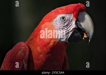 Macaw écarlate aka Ara macao ou Ara arakanga avec de la nourriture dans le bec. Incroyable perroquet coloré au ZOO Lesna en république tchèque. Oiseau exotique. Banque D'Images
