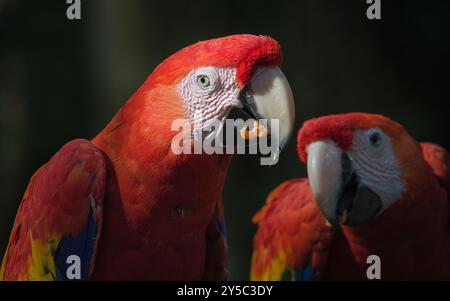 Macaw écarlate aka Ara macao ou Ara arakanga avec de la nourriture dans le bec. Incroyable perroquet coloré au ZOO Lesna en république tchèque. Oiseau exotique. Banque D'Images