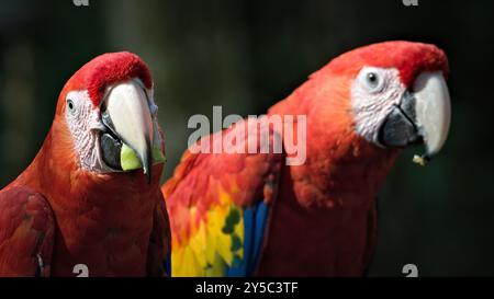 Macaw écarlate aka Ara macao ou Ara arakanga avec de la nourriture dans le bec. Incroyable perroquet coloré au ZOO Lesna en république tchèque. Oiseau exotique. Banque D'Images