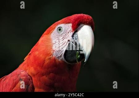 Macaw écarlate aka Ara macao ou Ara arakanga portrait de tête en gros plan. Incroyable perroquet coloré au ZOO Lesna en république tchèque. Oiseau exotique. Banque D'Images