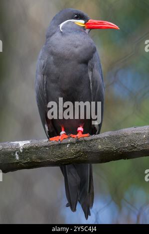 Larosterna inca aka Inca tern. Drôle d'oiseau américain avec moustache. Zoo Zlin Lesna en république tchèque. Banque D'Images