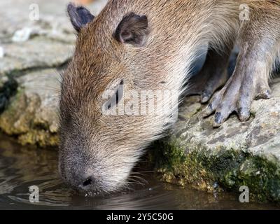 Hydrochoerus hydrochaeris aka capybara boit de l'eau. Le plus grand rongeur vivant. Banque D'Images