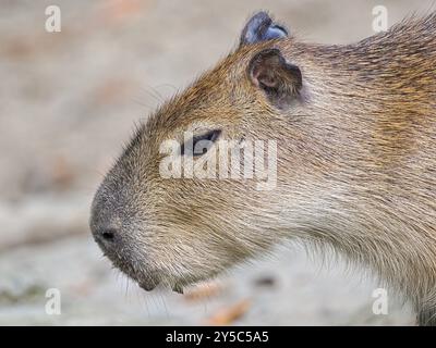 Hydrochoerus hydrochaeris aka capybara portrait de tête en gros plan. Le plus grand rongeur vivant. Banque D'Images