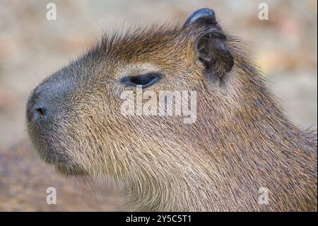 Hydrochoerus hydrochaeris aka capybara portrait de tête en gros plan. Le plus grand rongeur vivant. Banque D'Images