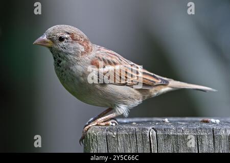 Passer domesticus aka maison moineau perché sur le poteau. Oiseau commun en république tchèque. Banque D'Images