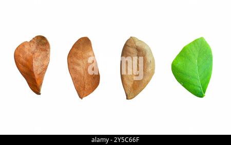 Découpez les feuilles d'arbre de pluie séchées avec des chemins de découpage sur fond blanc, la couleur brune des feuilles détaillées peut être utilisée dans divers modèles. Banque D'Images