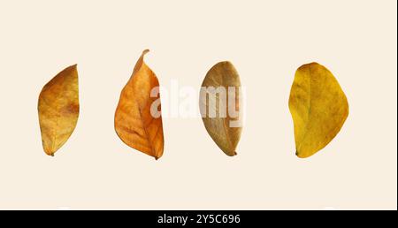 Découpez les feuilles d'arbre de pluie séchées avec des chemins de découpage sur fond blanc, la couleur brune des feuilles détaillées peut être utilisée dans divers modèles. Banque D'Images