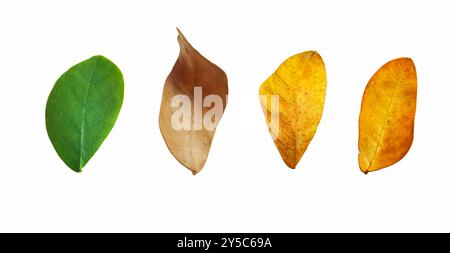 Découpez les feuilles d'arbre de pluie séchées avec des chemins de découpage sur fond blanc, la couleur brune des feuilles détaillées peut être utilisée dans divers modèles. Banque D'Images