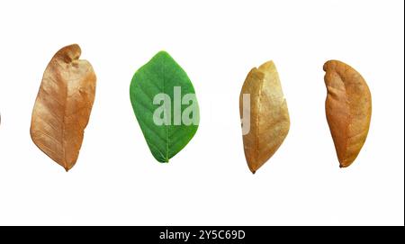 Découpez les feuilles d'arbre de pluie séchées avec des chemins de découpage sur fond blanc, la couleur brune des feuilles détaillées peut être utilisée dans divers modèles. Banque D'Images