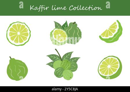 collection de citron vert kaffir dans différentes poses. Illustration vectorielle. Illustration de Vecteur